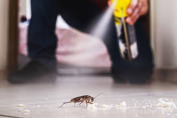 Trusted Lorton, VA Pest Control Experts